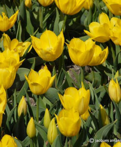 Duc van Tol Yellow