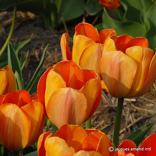 Orange Goblet – The Tulip Gallery