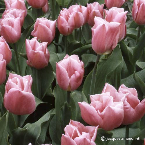 Early Glory – The Tulip Gallery