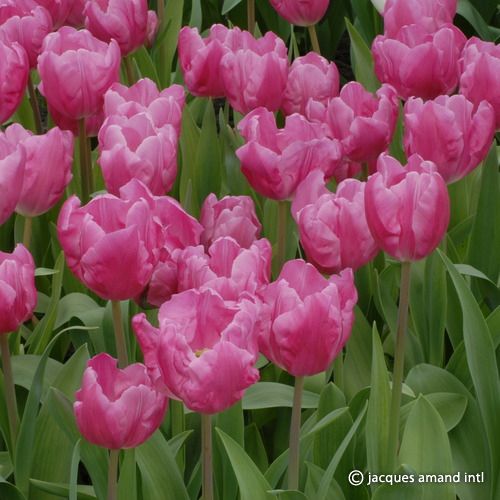 Jumbo Pink – The Tulip Gallery