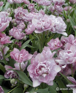 Lilac Perfection