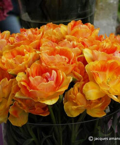 Orange Angelique
