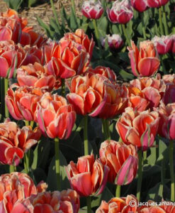 Queensday