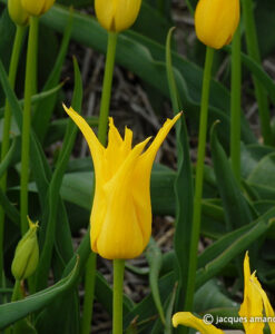 Yellow Marvel