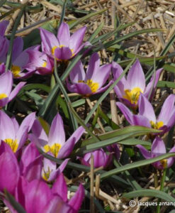 humilis