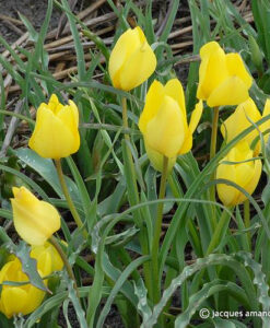 montana \'Yellow form\'
